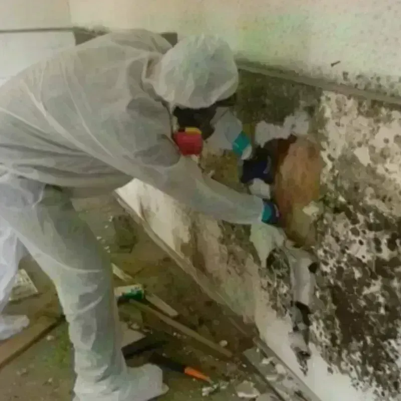 Mold Remediation and Removal in Ray City, GA